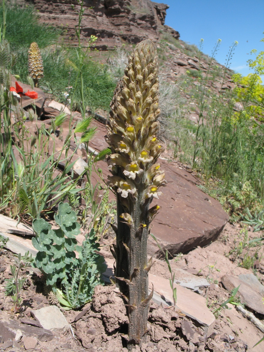 Image of Orobanche spectabilis specimen.