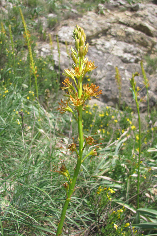 Изображение особи Eremurus jungei.