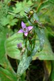 Gentianella amarella. Верхушка цветущего растения. Свердловская обл., окр. г. Североуральск, разнотравная поляна с кустарниками. 25.08.2006.