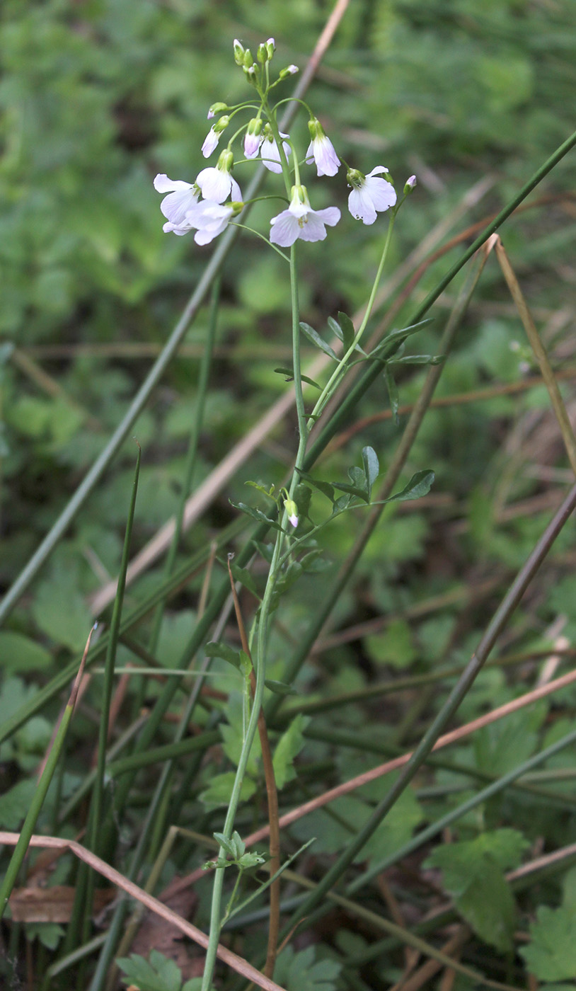 Изображение особи Cardamine dentata.