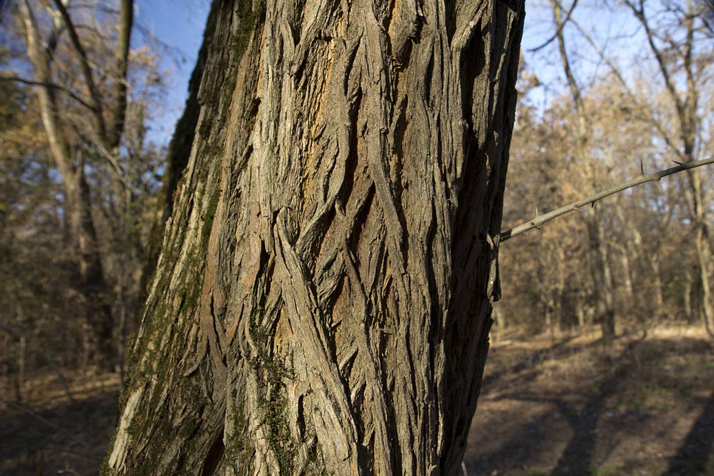 Image of Maclura pomifera specimen.