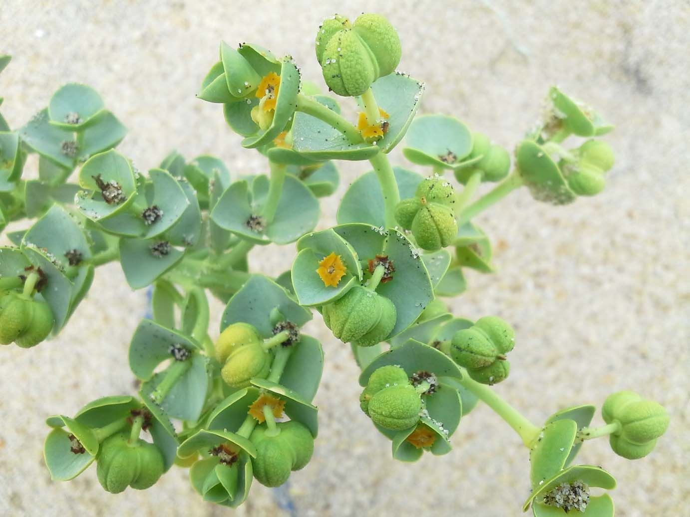 Изображение особи Euphorbia paralias.