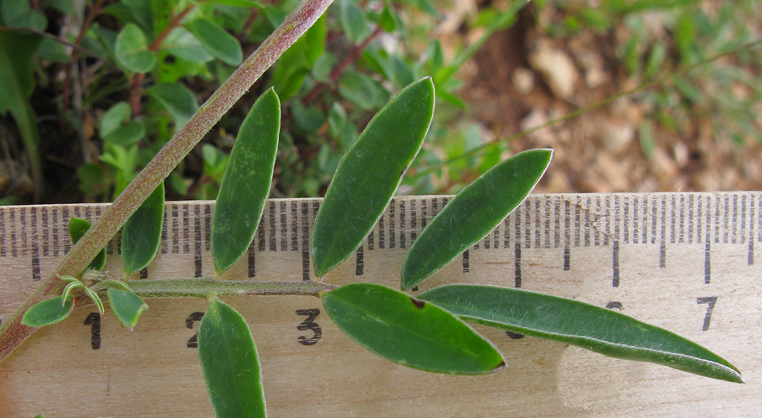 Image of Anthyllis variegata specimen.