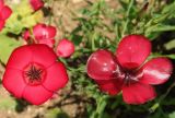 Linum grandiflorum