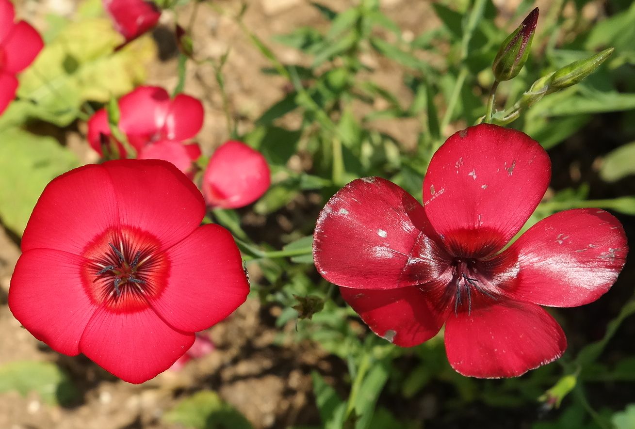 Image of Linum grandiflorum specimen.