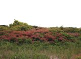 Cotinus coggygria. Лес, сформированный цветущими женскими (красного цвета) и мужскими (жёлто-зелёного цвета) растениями. Украина, Херсонская обл., Голопристанский р-н, о-в Тендровская Коса, северо-западная часть. 27 мая 2007 г.