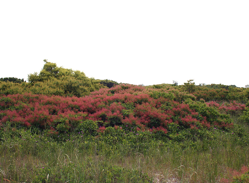 Изображение особи Cotinus coggygria.