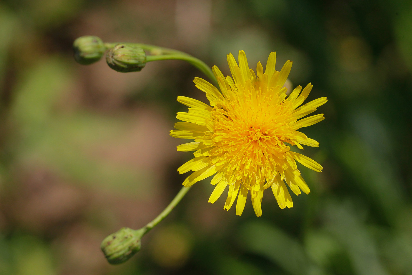 Image of Sonchus arvensis ssp. uliginosus specimen.