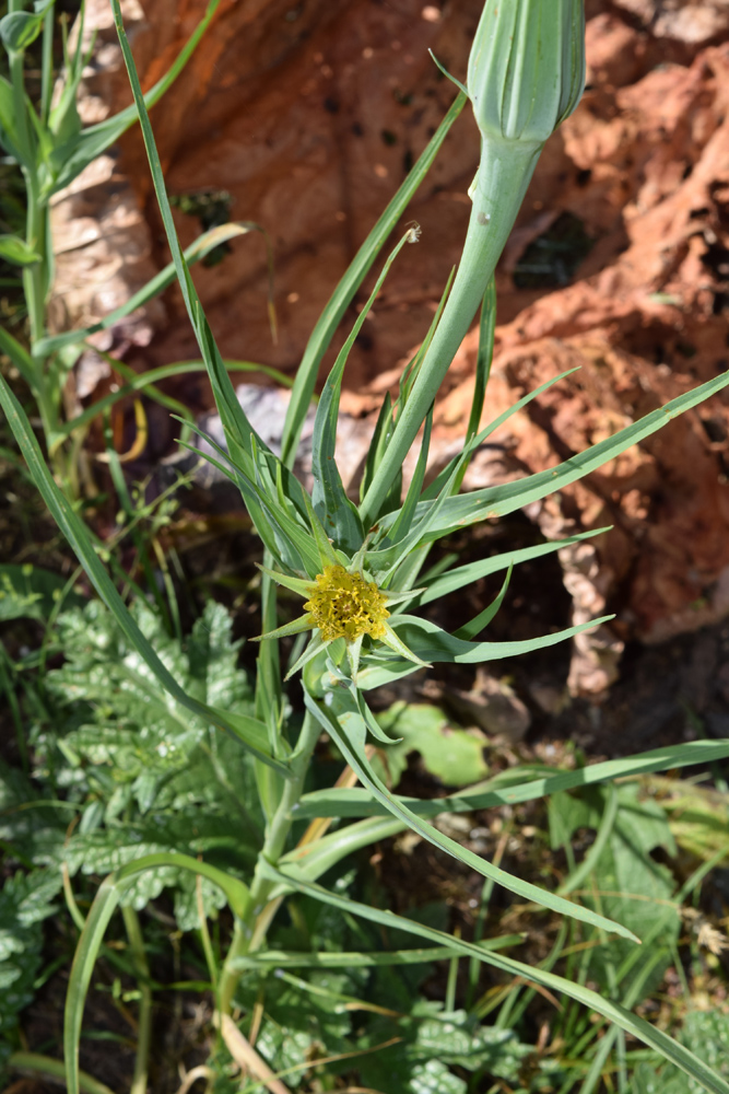 Изображение особи Tragopogon capitatus.