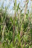 Silene nutans