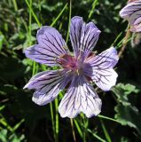 Geranium renardii. Цветок. Кабардино-Балкария, Эльбрусский р-н, долина р. Ирик, ок. 2600 м н.у.м. 13.07.2016.