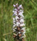 Dactylorhiza fuchsii