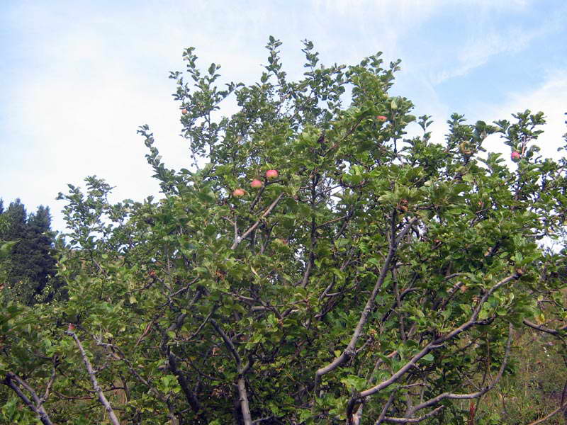 Image of Malus sieversii specimen.