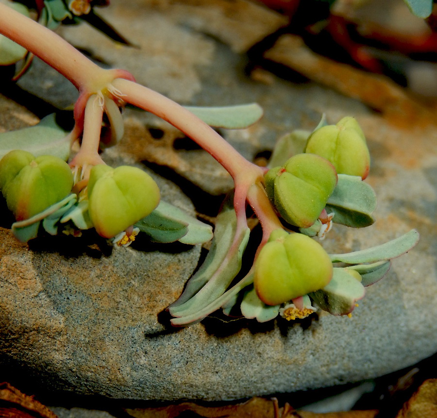 Image of Euphorbia peplis specimen.