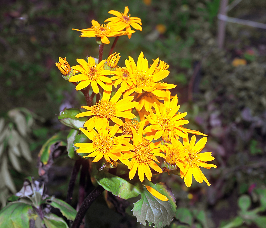 Image of Ligularia dentata specimen.