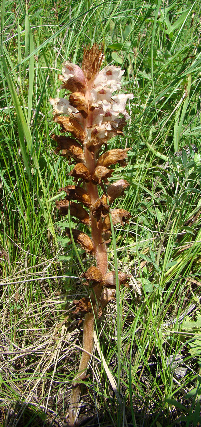 Image of Orobanche alba specimen.