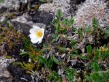 Dryas octopetala. Цветущее растение. Исландия, национальный парк Ландманналаугар, каменистый склон. 02.08.2016.