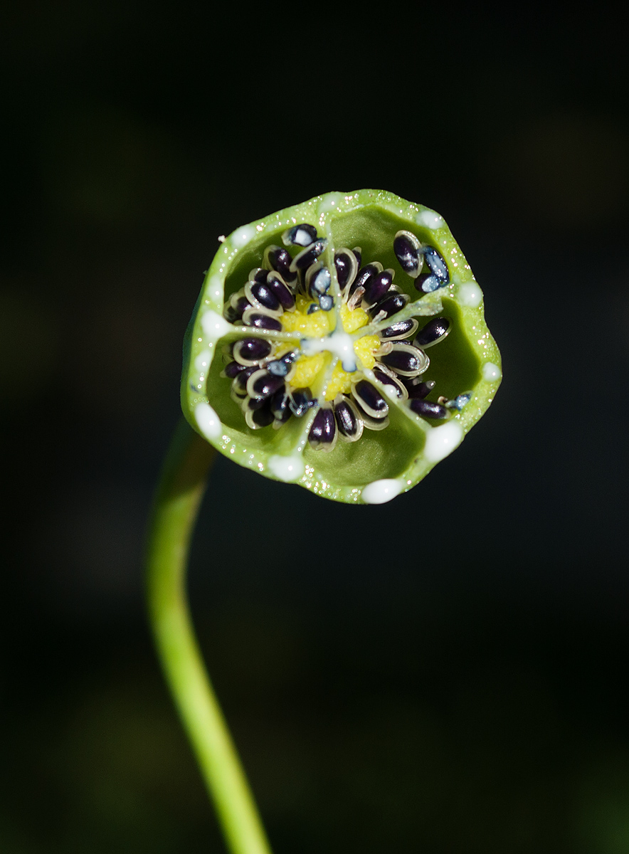 Image of Platycodon grandiflorus specimen.