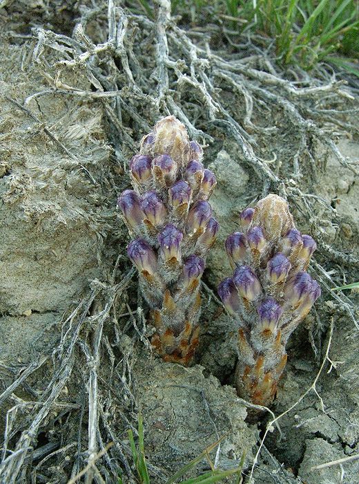 Image of Cistanche salsa specimen.