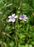 Linum stelleroides