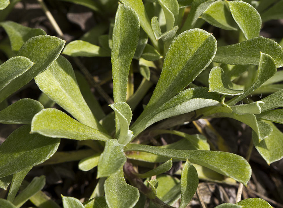 Изображение особи Antennaria dioica.