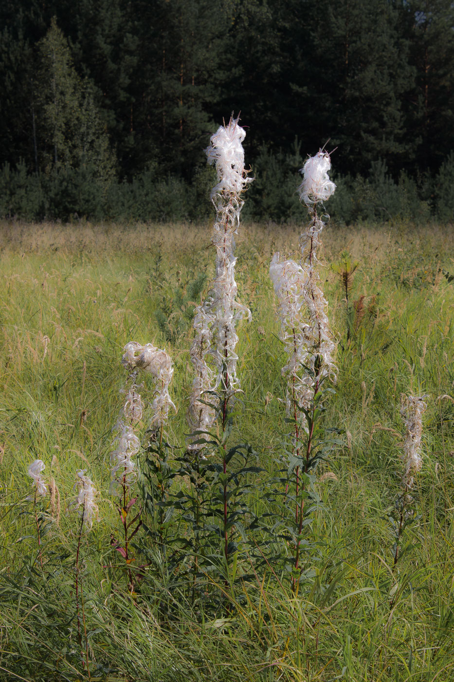 Изображение особи Chamaenerion angustifolium.