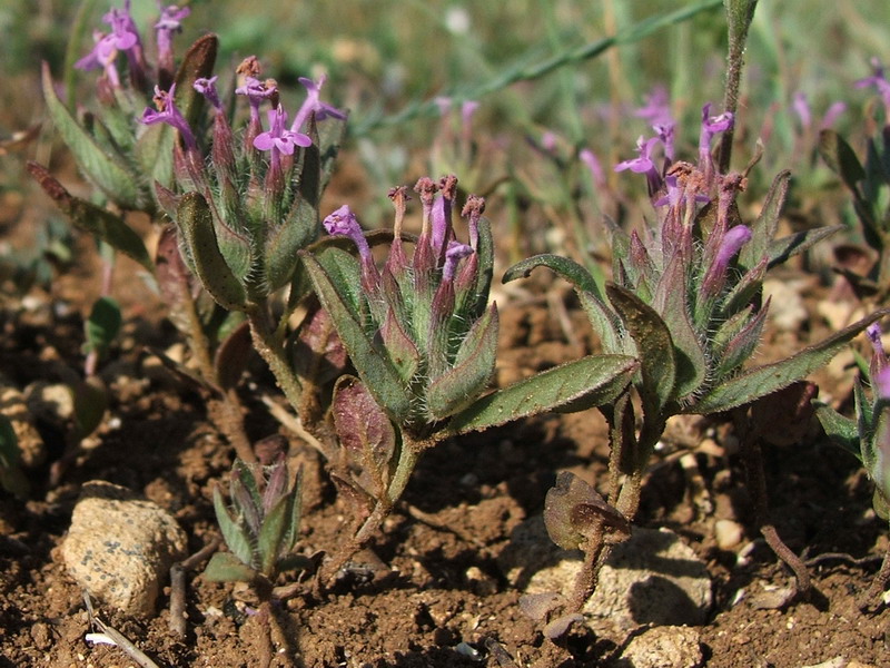 Изображение особи Ziziphora capitata.