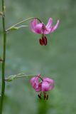 Lilium pilosiusculum. Часть соцветия. Республика Алтай, Шебалинский р-н, окр. с. Камлак, правый борт долины р. Сема, сосновый лес. 23.06.2016.