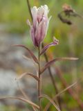 Castilleja lapponica