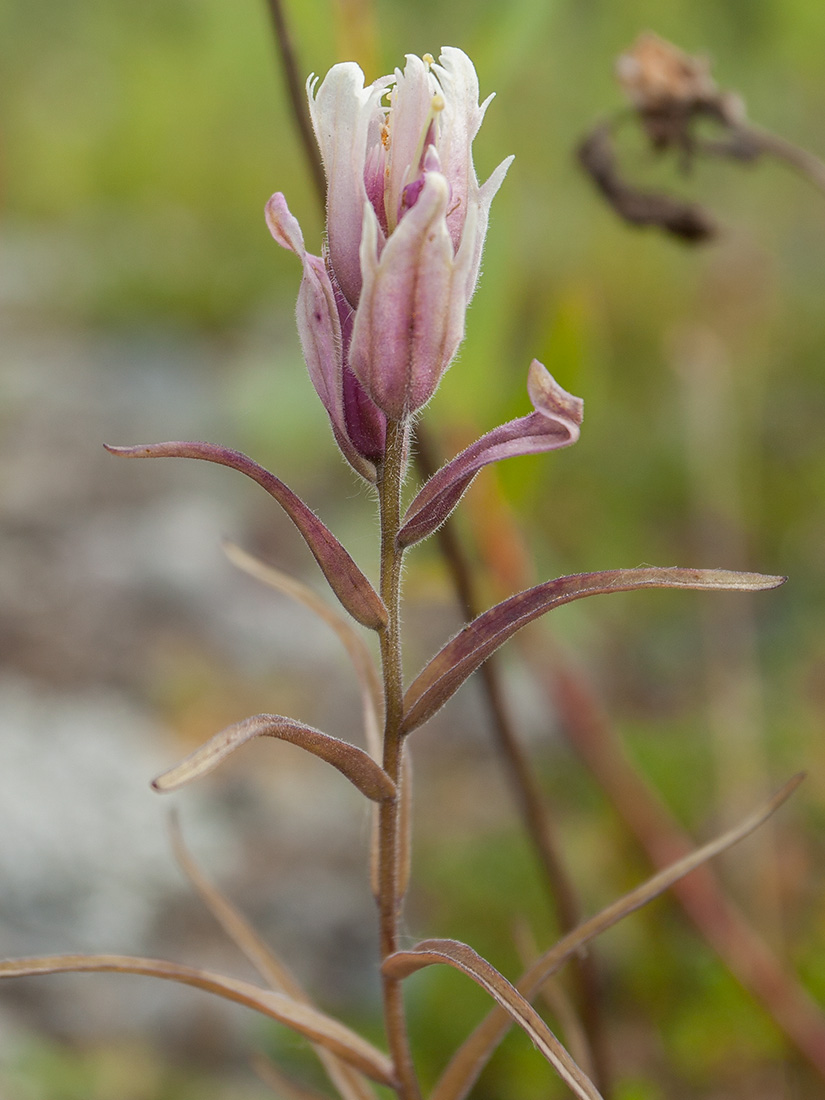 Изображение особи Castilleja lapponica.