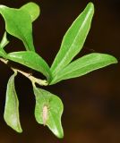 Turraea obtusifolia