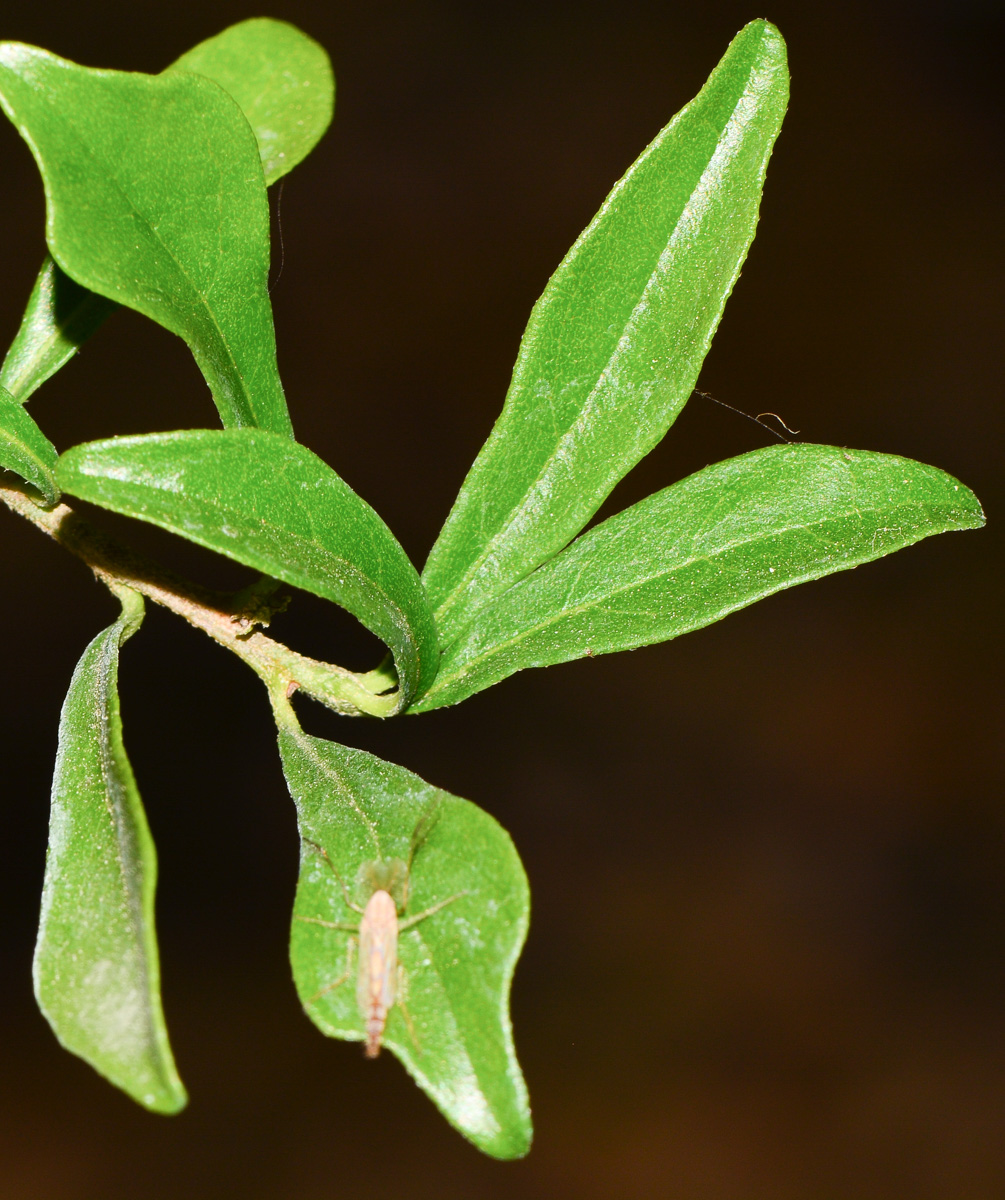 Image of Turraea obtusifolia specimen.