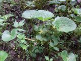 Caltha palustris
