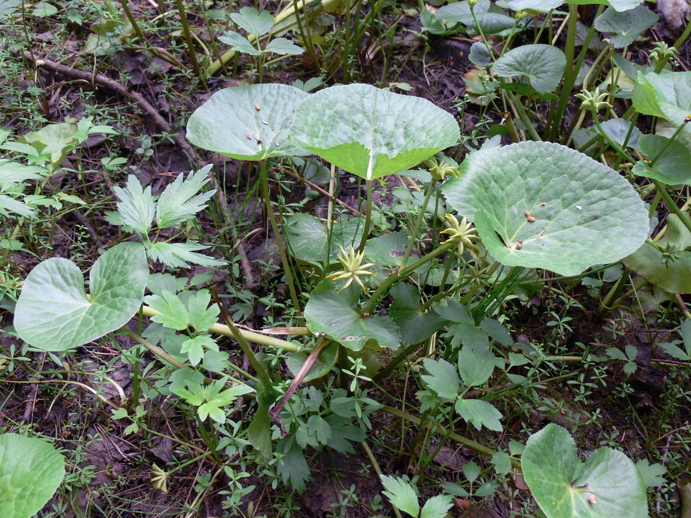 Image of Caltha palustris specimen.