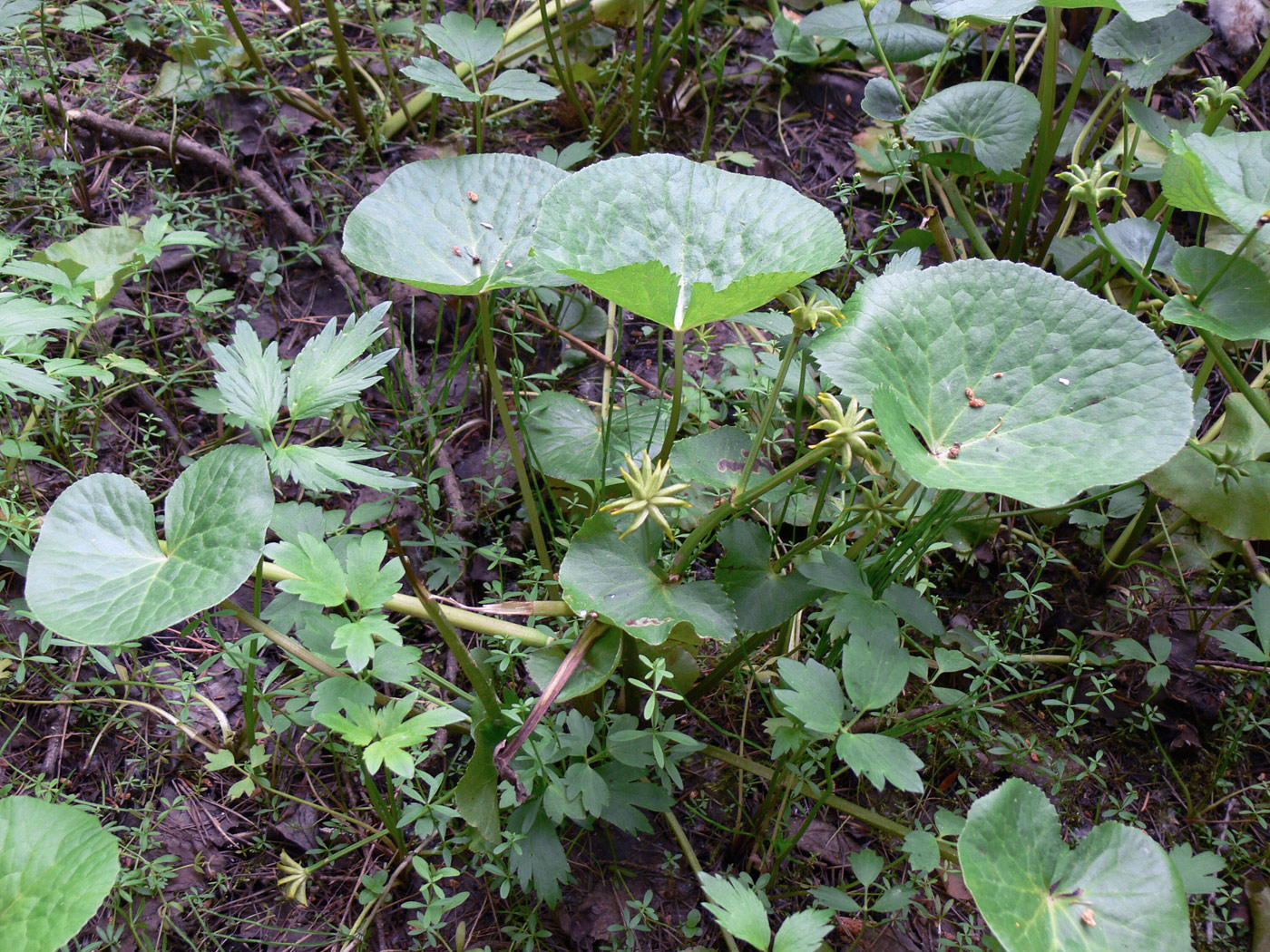 Изображение особи Caltha palustris.