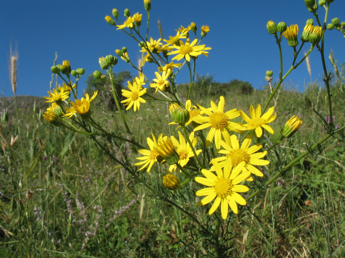 Изображение особи Senecio erucifolius.