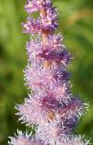 Astilbe chinensis