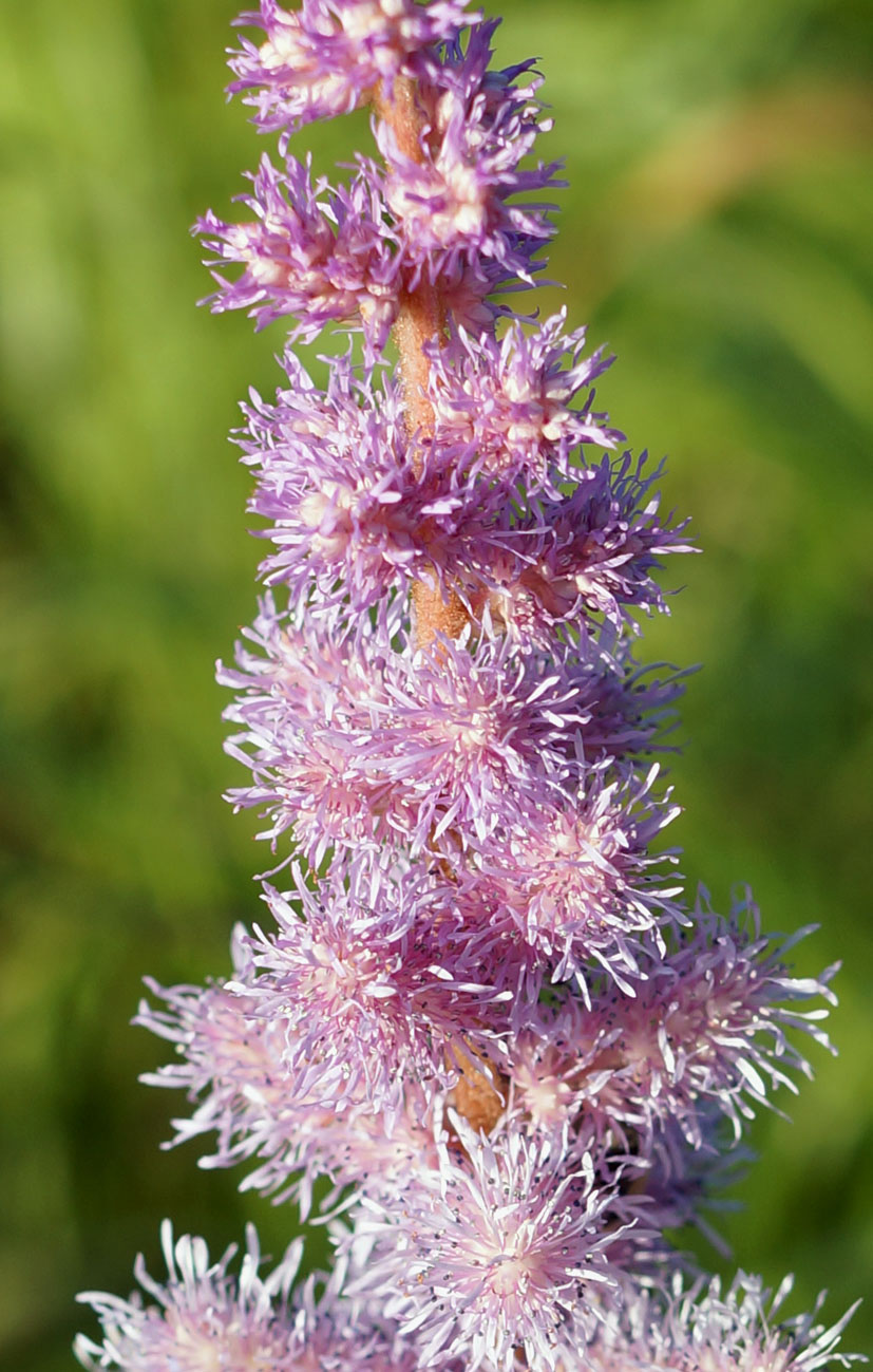 Image of Astilbe chinensis specimen.