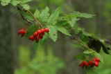 Sorbus commixta