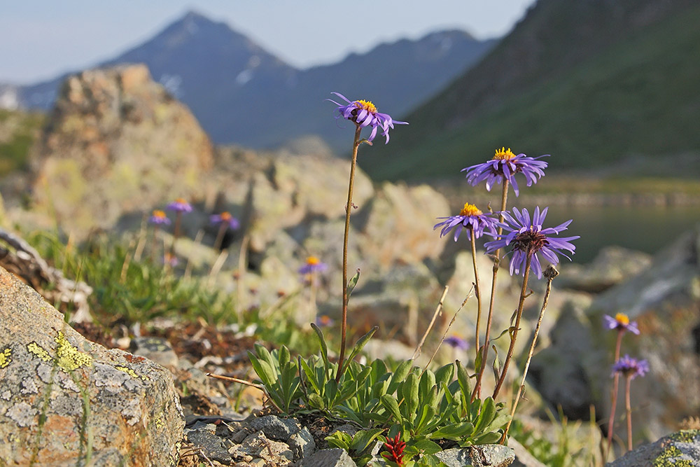 Изображение особи Aster alpinus.