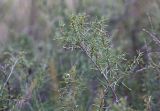 Caragana pumila