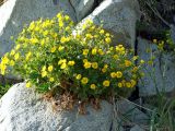 Potentilla fragiformis