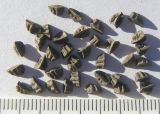 Image of taxon representative. Author is Сергей Банкетов