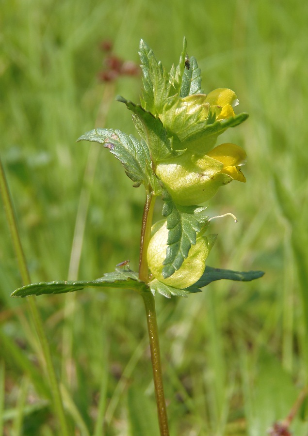 Image of Rhinanthus minor specimen.