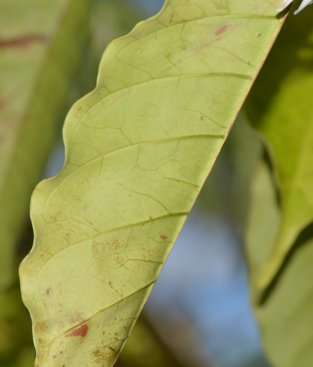 Image of Coffea arabica specimen.
