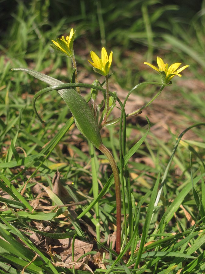 Image of Gagea villosa specimen.