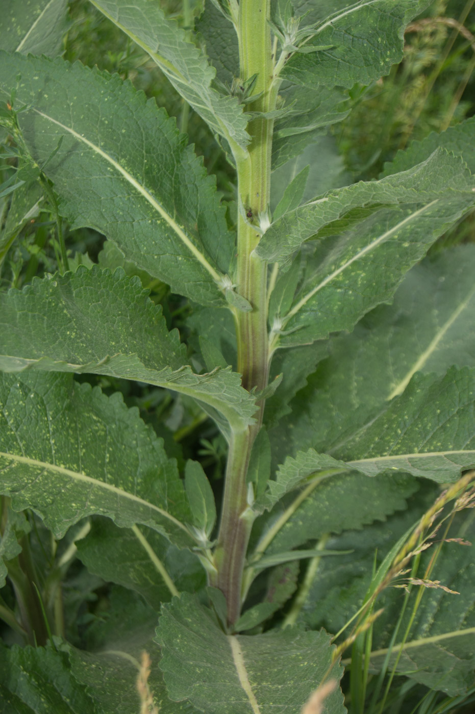 Изображение особи Verbascum lychnitis.