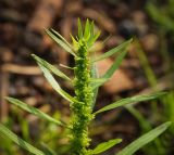 Rumex maritimus. Верхушка цветущего растения. Пермский край, Оханский р-н, Кунчурихинский бор, заросли в устье лесного ручья. 03.09.2016.