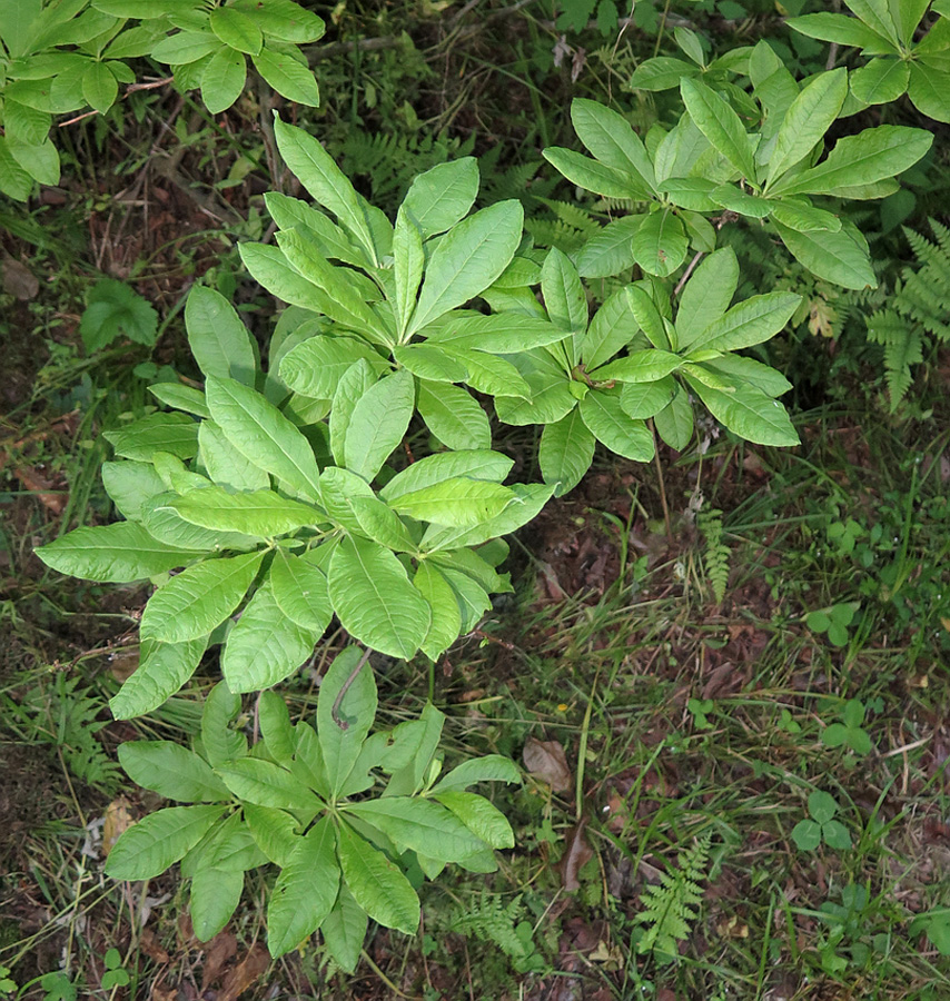 Изображение особи Rhododendron molle ssp. japonicum.