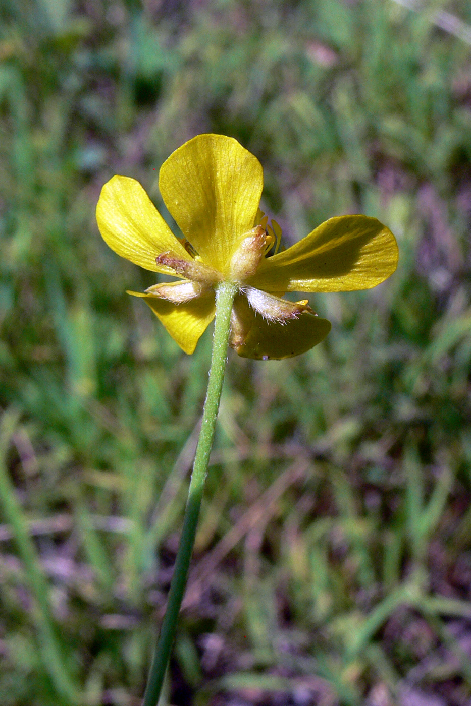 Image of Ranunculus japonicus specimen.